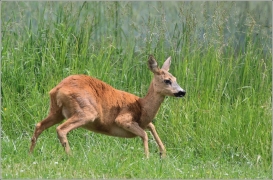 <p>SRNEC OBECNÝ (Capreolus capreolus) Šluknovsko - Jiříkov /European roe deer - Reh/</p>